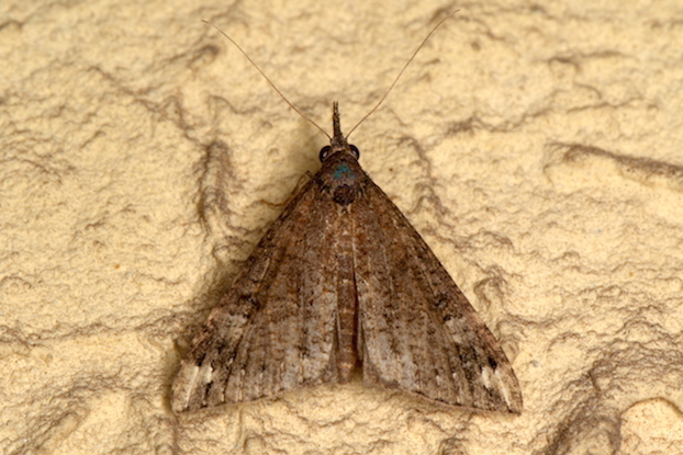 Erebidae da id. - Hypena (Hypena) obsitalis